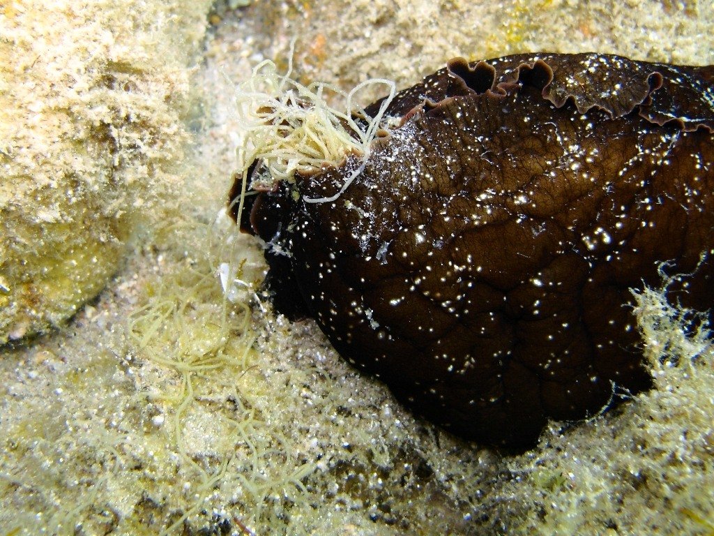 Emissione filamenti da Aplysia?